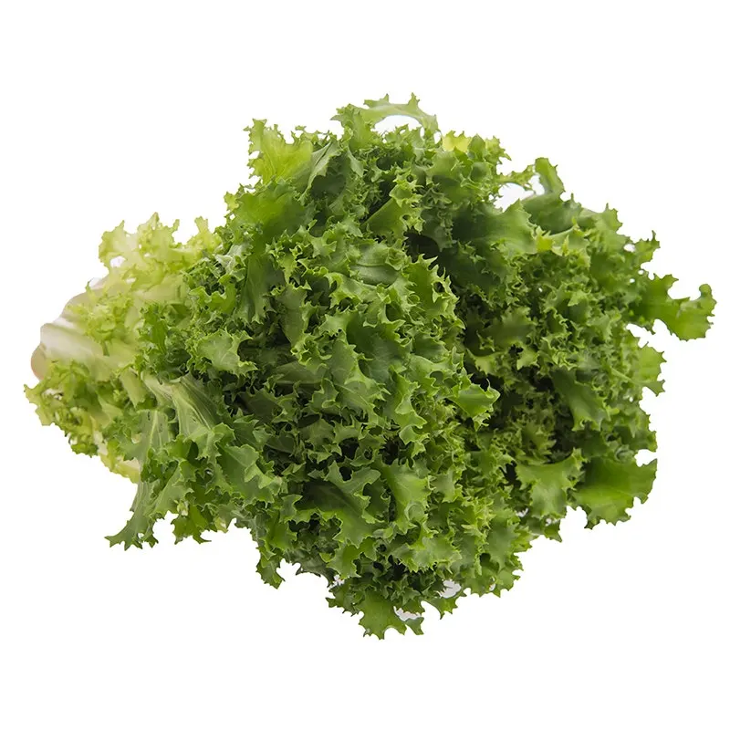 Lechuga Rizada / Und
