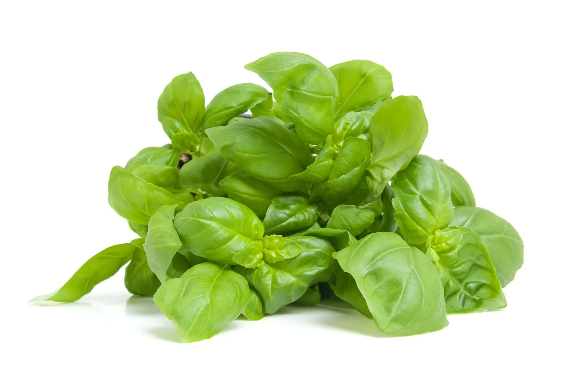 Albahaca Paq.